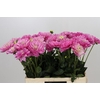 Dahlia Annamarie