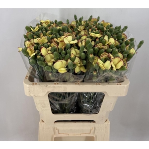 DI SP. SYMPLY FIREFLY