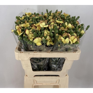 DI SP. SYMPLY FIREFLY