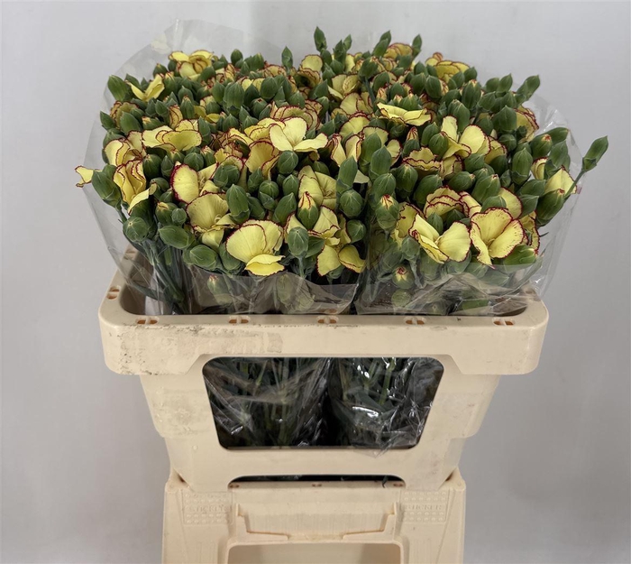 <h4>DI SP. SYMPLY FIREFLY</h4>