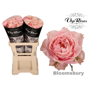 R GR BLOOMSBURY x 20