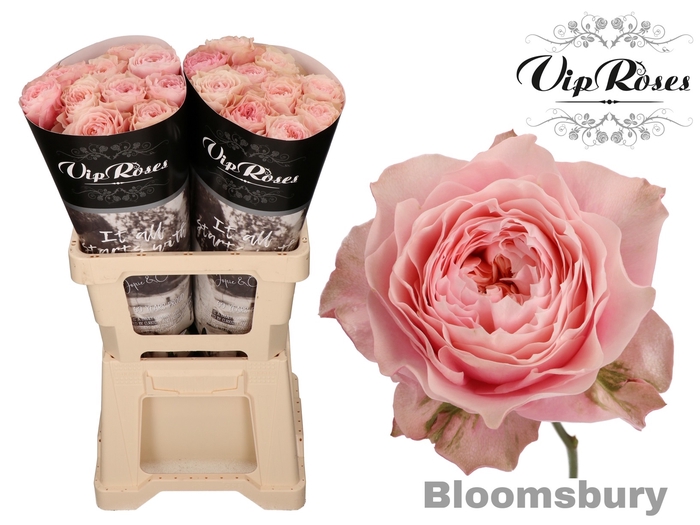 R GR BLOOMSBURY x 20