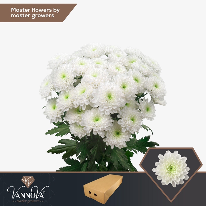 <h4>Chr T Altaj</h4>