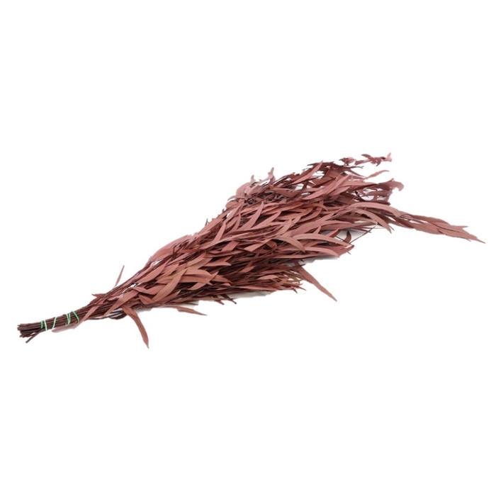 <h4>Preserved Eucalyptus Nicoly 65cm 150g</h4>