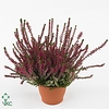 Calluna vulg. 'Beauty L Sharon'