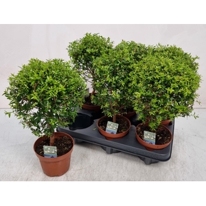 MYRTUS COM