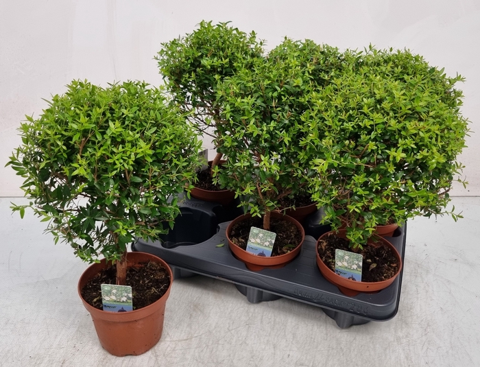 <h4>MYRTUS COM</h4>