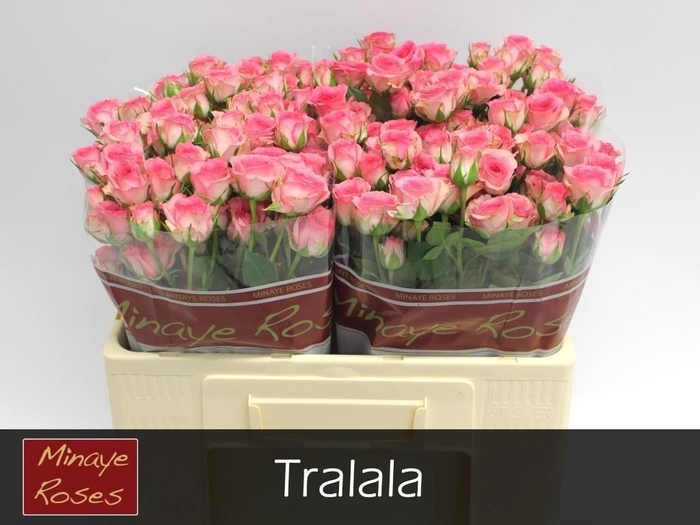 <h4>R TR TRALALA</h4>