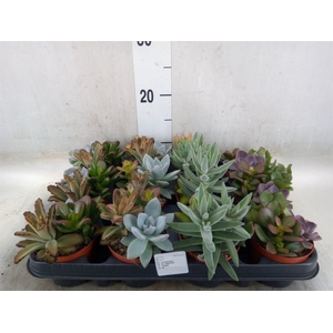 Succulents   ...