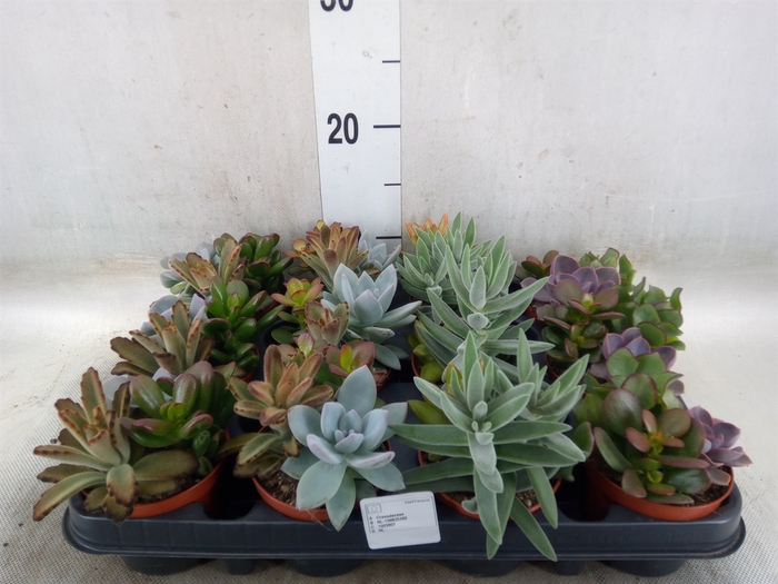 <h4>Succulents   ...</h4>