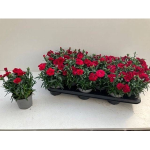DIAN OSC RED