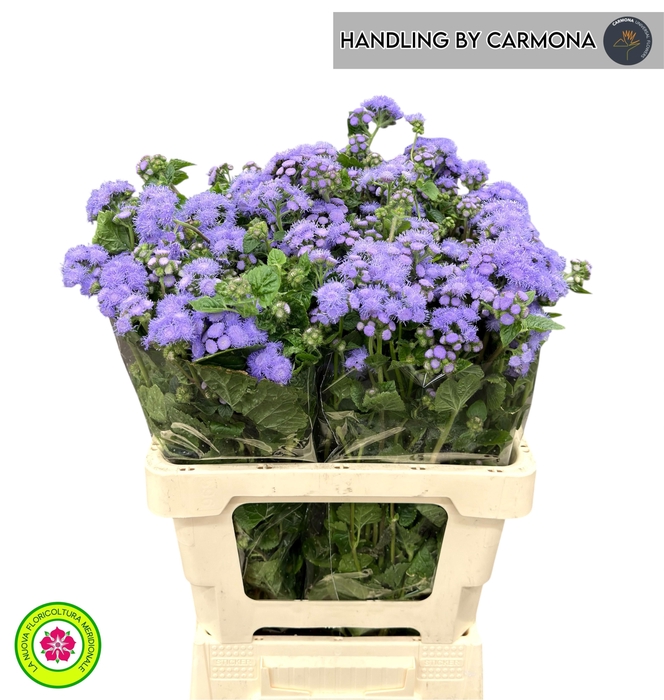 <h4>Ager H Blue Planet</h4>