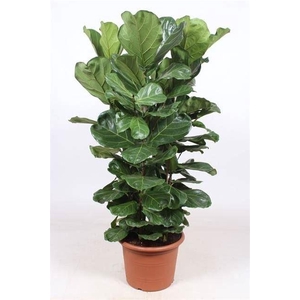 FICUS LYRATA