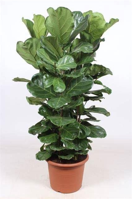 <h4>FICUS LYRATA</h4>