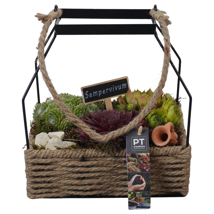 <h4>PTS7373 Arrangement Sempervivum in touw mand met metaal</h4>