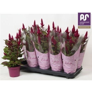 Cel Deep Purple