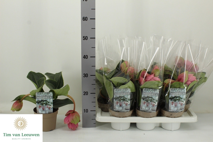 <h4>MEDIN CANDY</h4>