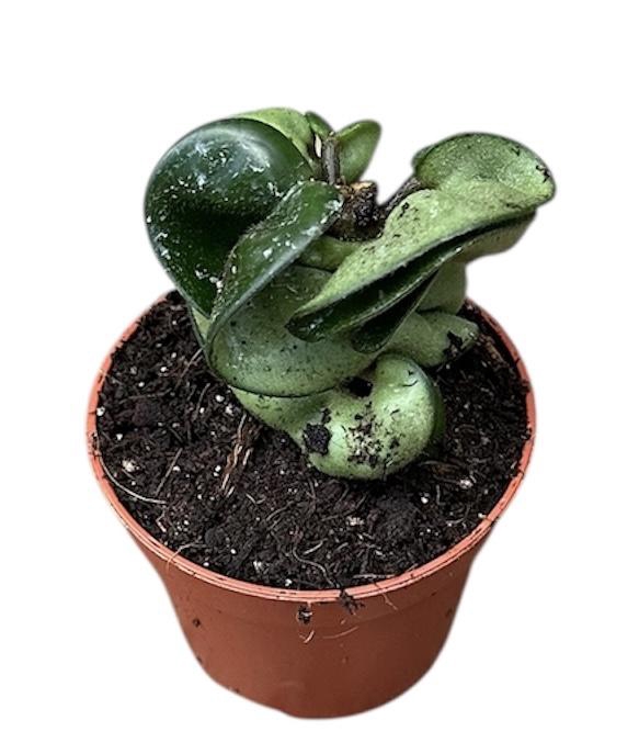 <h4>Hoya Compacta Carnosa</h4>