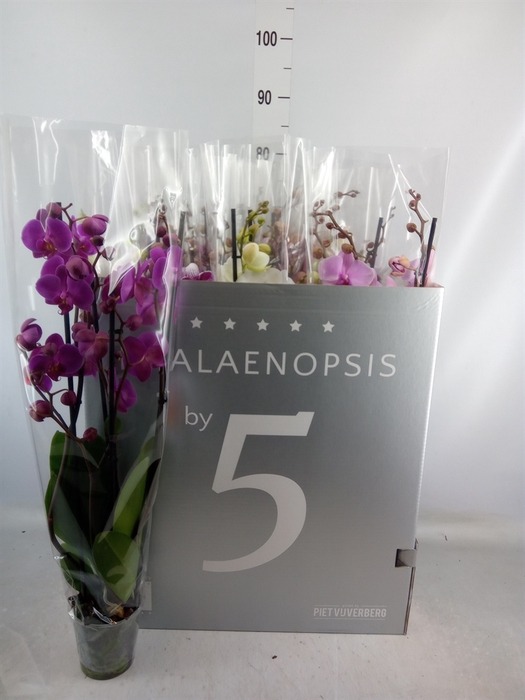 <h4>Phalaenopsis   ...mix  8</h4>