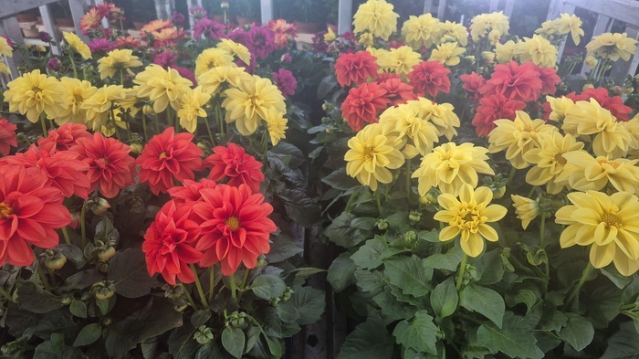<h4>DAHLIA MIXK 5 KL</h4>