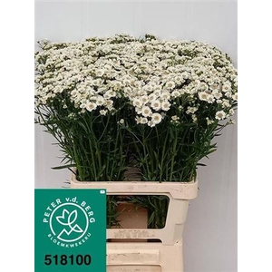 Achillea P Dutch Delight