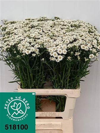 <h4>Achillea P Dutch Delight</h4>