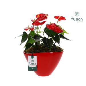 Pot keramiek ovaal Large met Anthurium arrangement