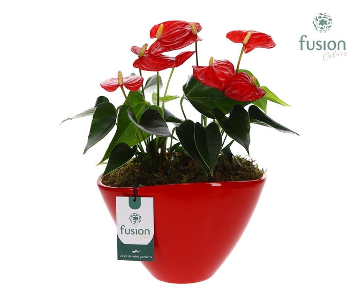 <h4>Pot keramiek ovaal Large met Anthurium arrangement</h4>