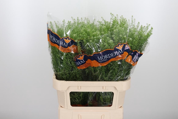 <h4>Lepidium Green Bell</h4>