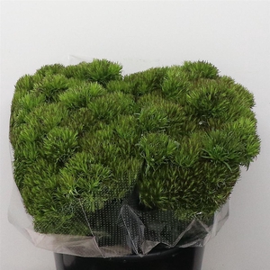 Di Barb Kiwi Mellow Super X20