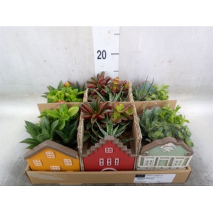 Arr.   Kamerplant Groen L%