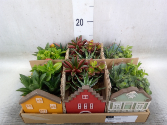 <h4>Arr.   Kamerplant Groen L%</h4>