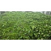 Exacum White