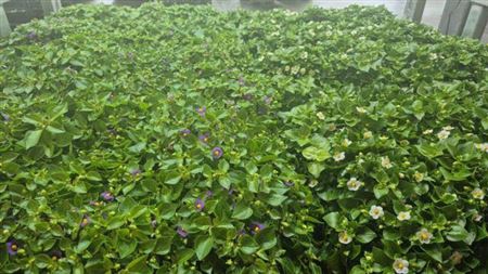 Exacum White