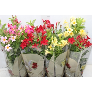 DIPLADENIA PICOLI P14 VARIADO