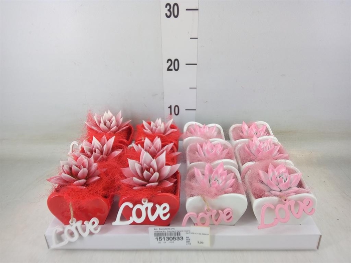 <h4>Arr. Succulents L%</h4>