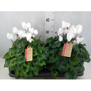 Cyclamen GR 'XL'