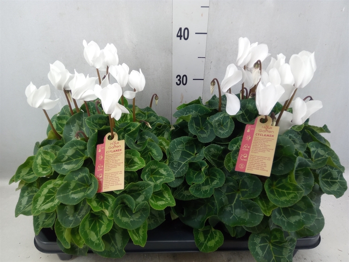 Cyclamen GR 'XL'