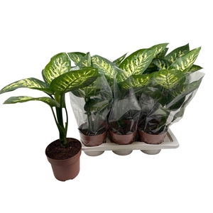 DIEFF SE TROPIC SNOW