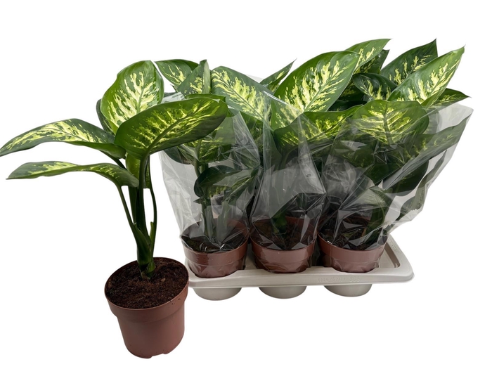 <h4>DIEFF SE TROPIC SNOW</h4>