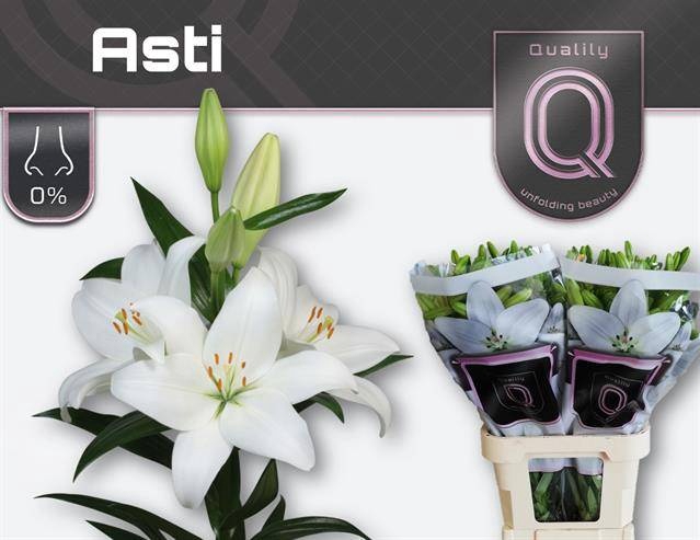 <h4>LI LA ASTI</h4>