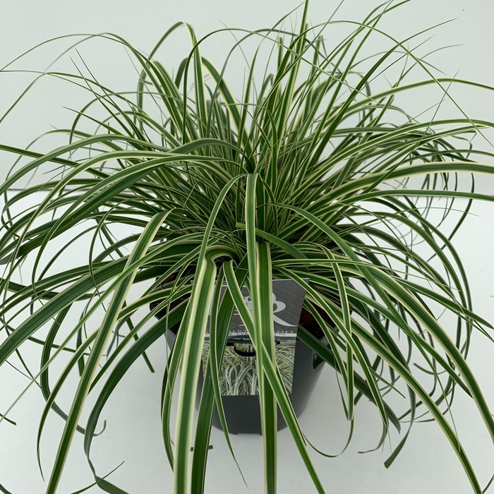 <h4>Carex 'Evercream'</h4>
