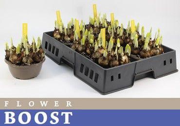 <h4>NARC O TETE A TETE</h4>