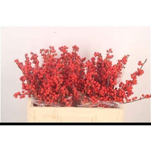 Ilex Verticilata Red