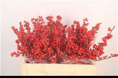 <h4>Ilex Verticilata Red</h4>