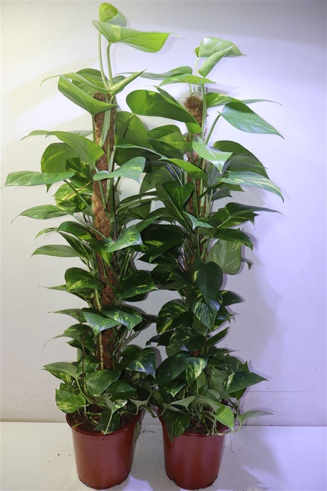 <h4>Epipr Mosstok</h4>