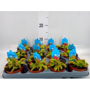 Dionaea muscipula