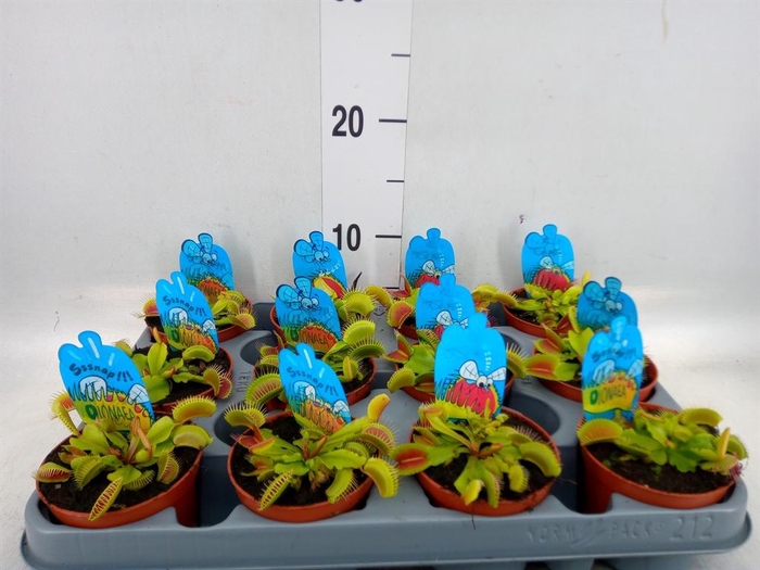 <h4>Dionaea muscipula</h4>
