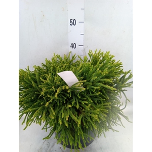 Cryptomeria japon.   ...