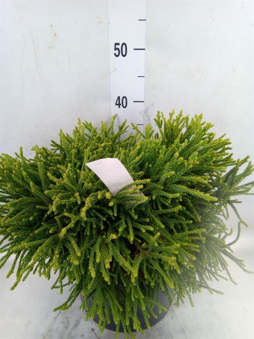 <h4>Cryptomeria japon.   ...</h4>